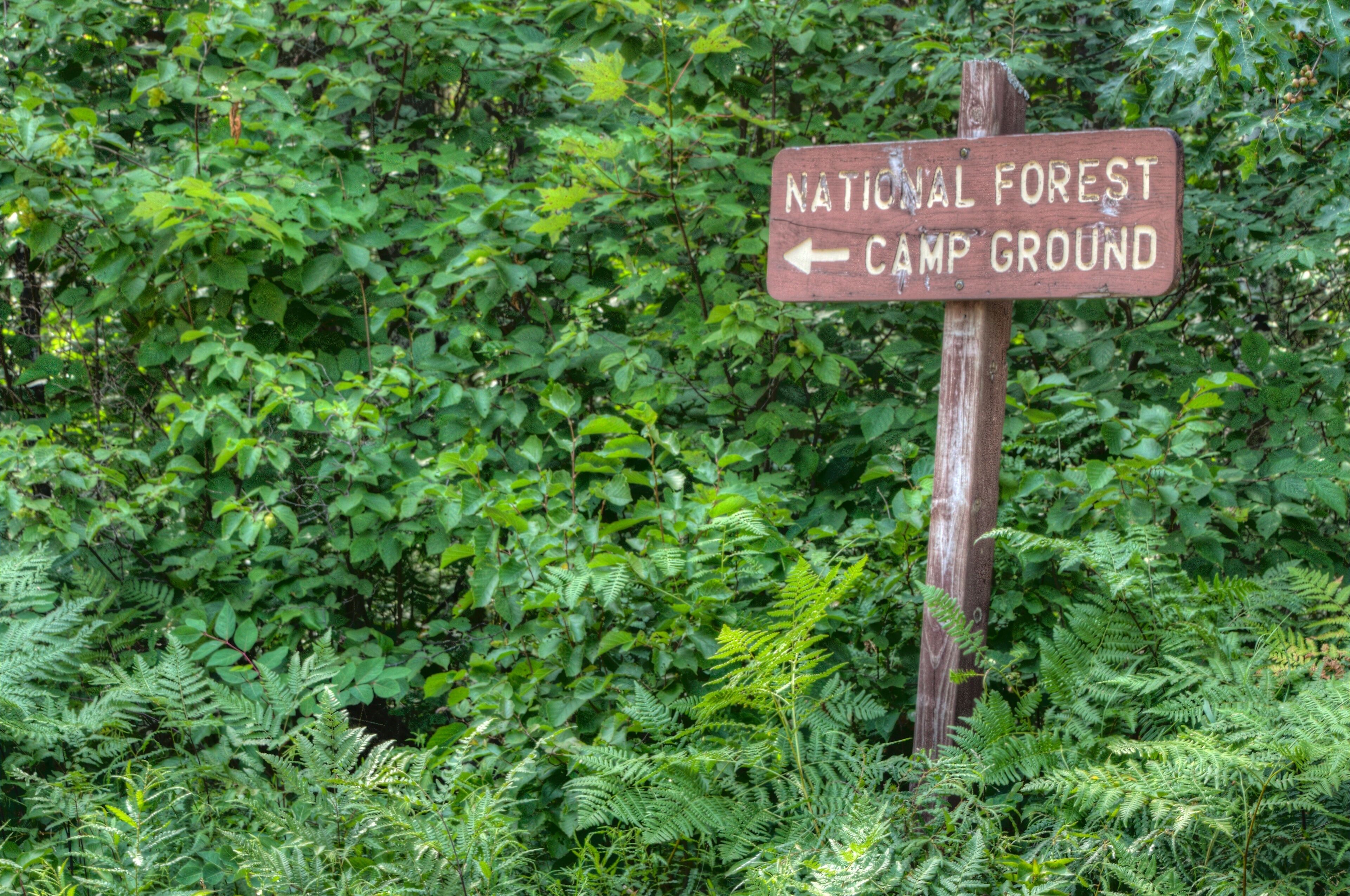 Chequamegon-Nicolet National Forest in Northern Wisconsin