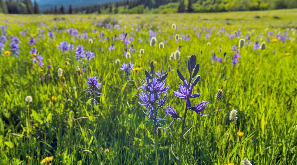 Spring Valley - Field of Blue Camas wildflowers blooming in a mountain meadow at Cut Bank Valley on a sunny and calm Spring Evening, Glacier National Park, Montana, USA.