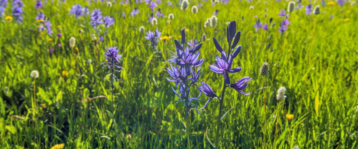Spring Valley - Field of Blue Camas wildflowers blooming in a mountain meadow at Cut Bank Valley on a sunny and calm Spring Evening, Glacier National Park, Montana, USA.