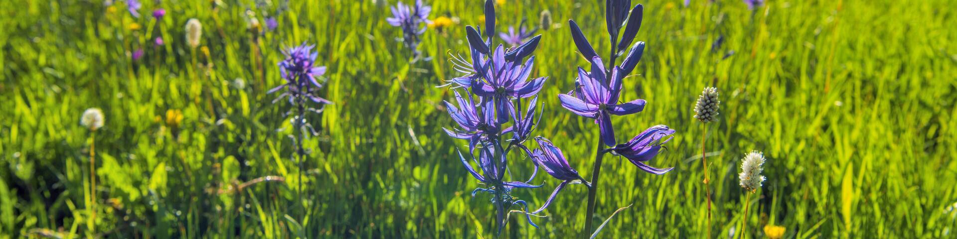 Spring Valley - Field of Blue Camas wildflowers blooming in a mountain meadow at Cut Bank Valley on a sunny and calm Spring Evening, Glacier National Park, Montana, USA.