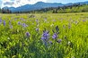 Spring Valley - Field of Blue Camas wildflowers blooming in a mountain meadow at Cut Bank Valley on a sunny and calm Spring Evening, Glacier National Park, Montana, USA.
