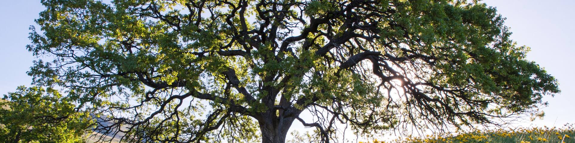 A large tree surrounded by a field of yellow flowers.