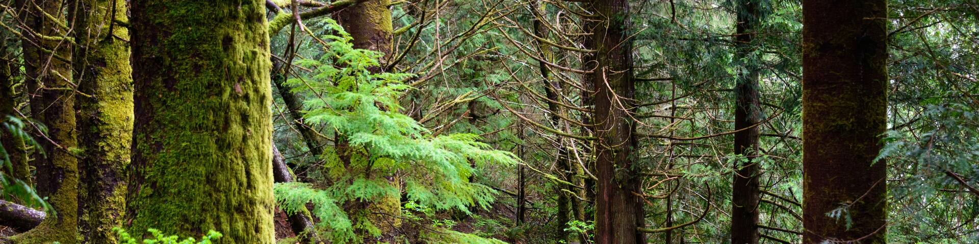 A forested trail with moss-covered trees and ferns.