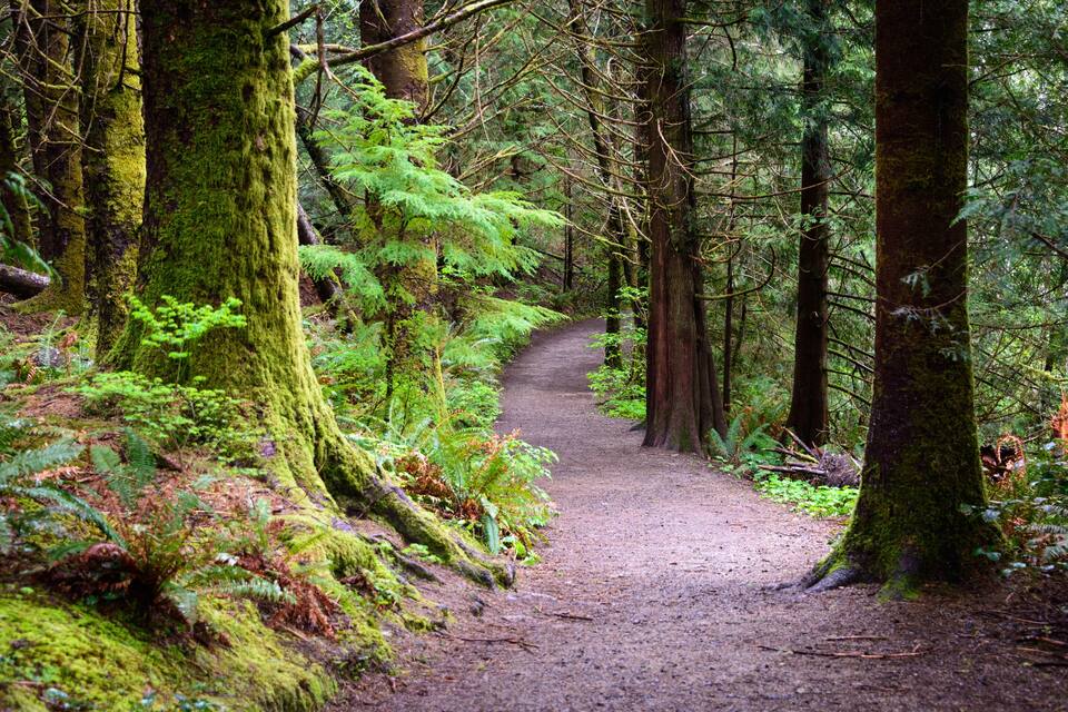 A forested trail with moss-covered trees and ferns.