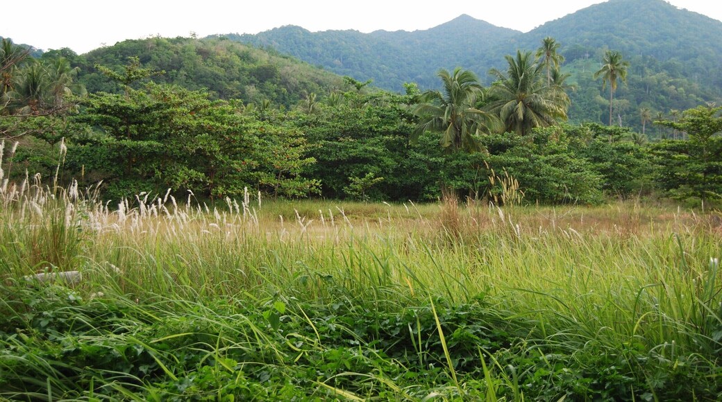 The village of Juara boasts a bay, a gorgeous beach, mountains, lagoons, waterfalls, coconut trees, tropical plants, monkeys, and awesomes view like this. It has the best of everything natural! We can imagine ourselves living in this magical place one day!