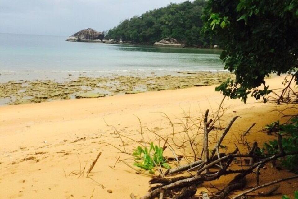 A sandy beach with scattered driftwood and green vegetation, a calm sea, and a forested island in the distance.