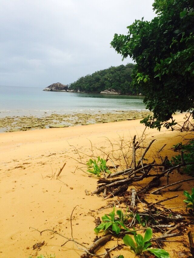 A sandy beach with scattered driftwood and green vegetation, a calm sea, and a forested island in the distance.