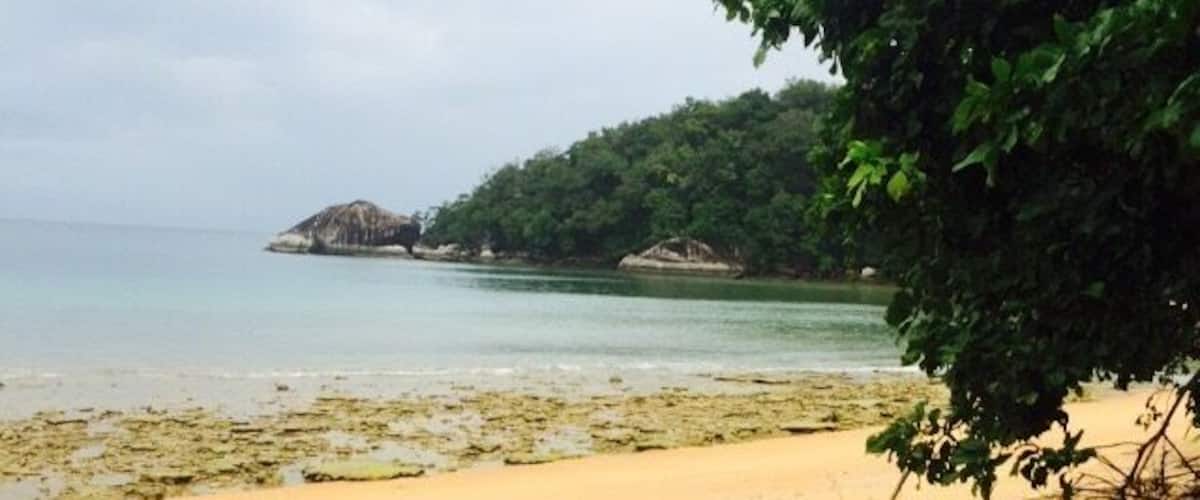 A sandy beach with scattered driftwood and green vegetation, a calm sea, and a forested island in the distance.