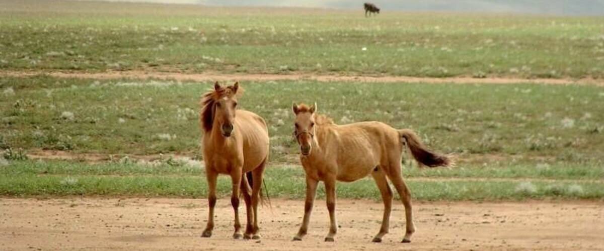 Just next to the highway we found many horses!