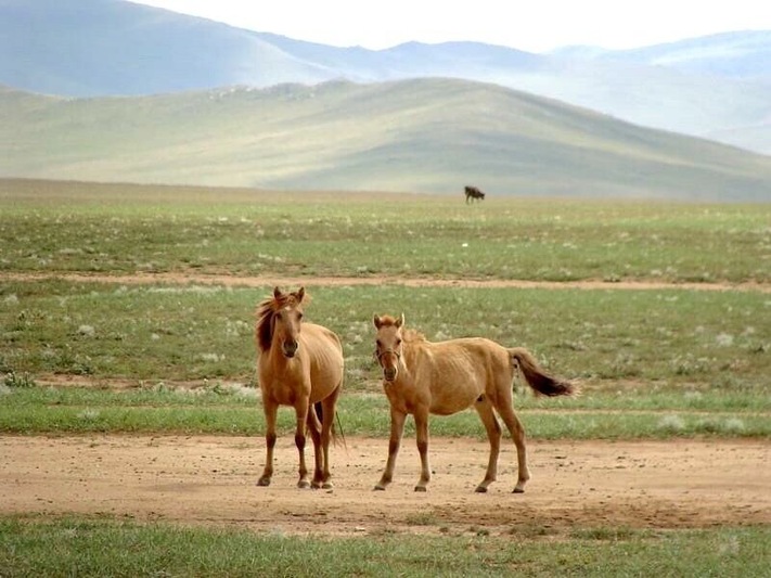 Just next to the highway we found many horses!