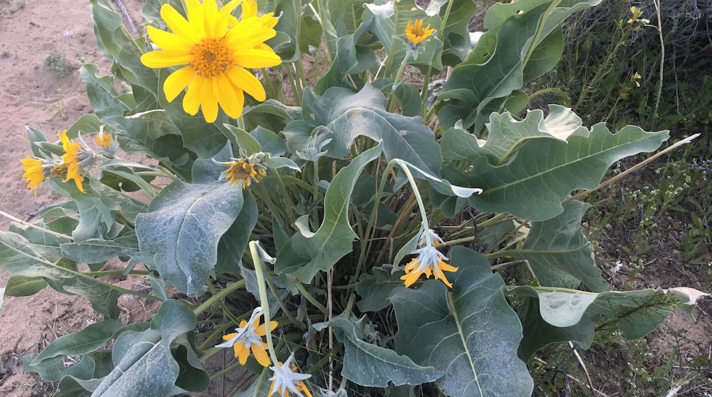 Flowers of the desert! Minden, NV