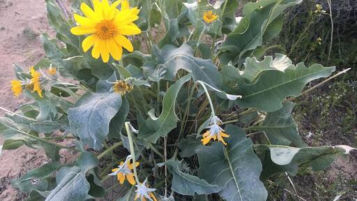 Flowers of the desert! Minden, NV