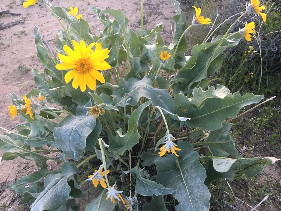 Flowers of the desert!  Minden, NV