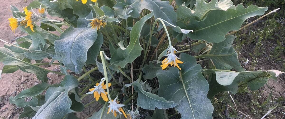 A plant with large green leaves and yellow flowers.