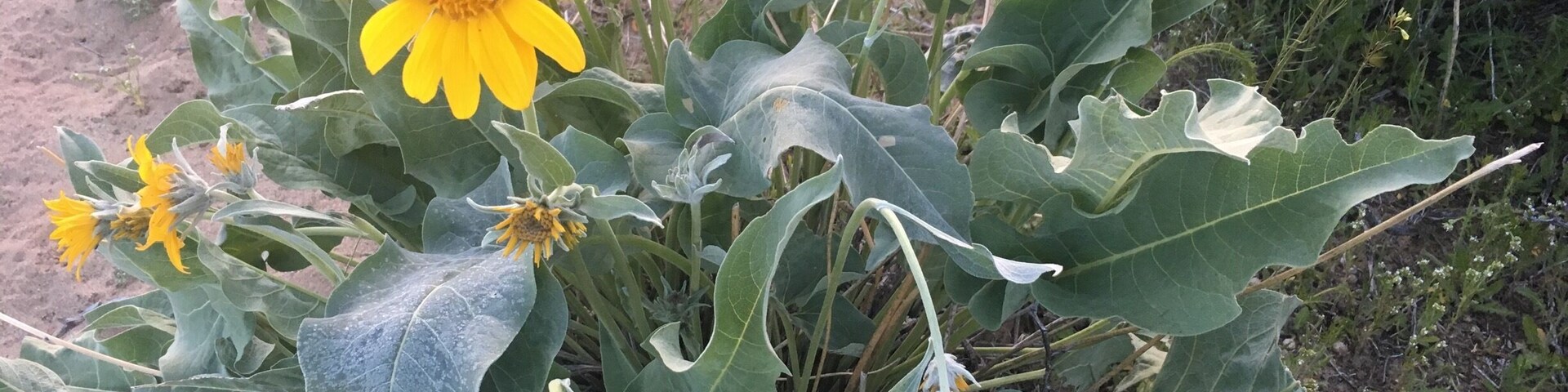 Flowers of the desert! Minden, NV