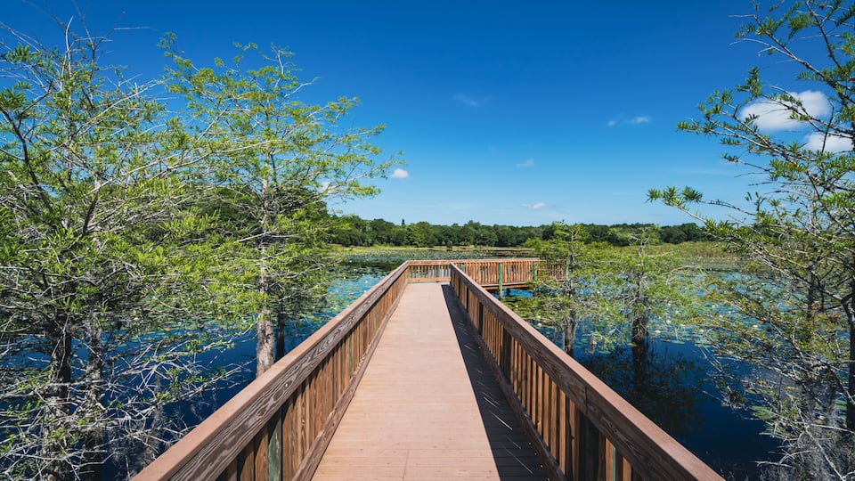 A wooden boardwalk extending into a swampy area with water and trees.