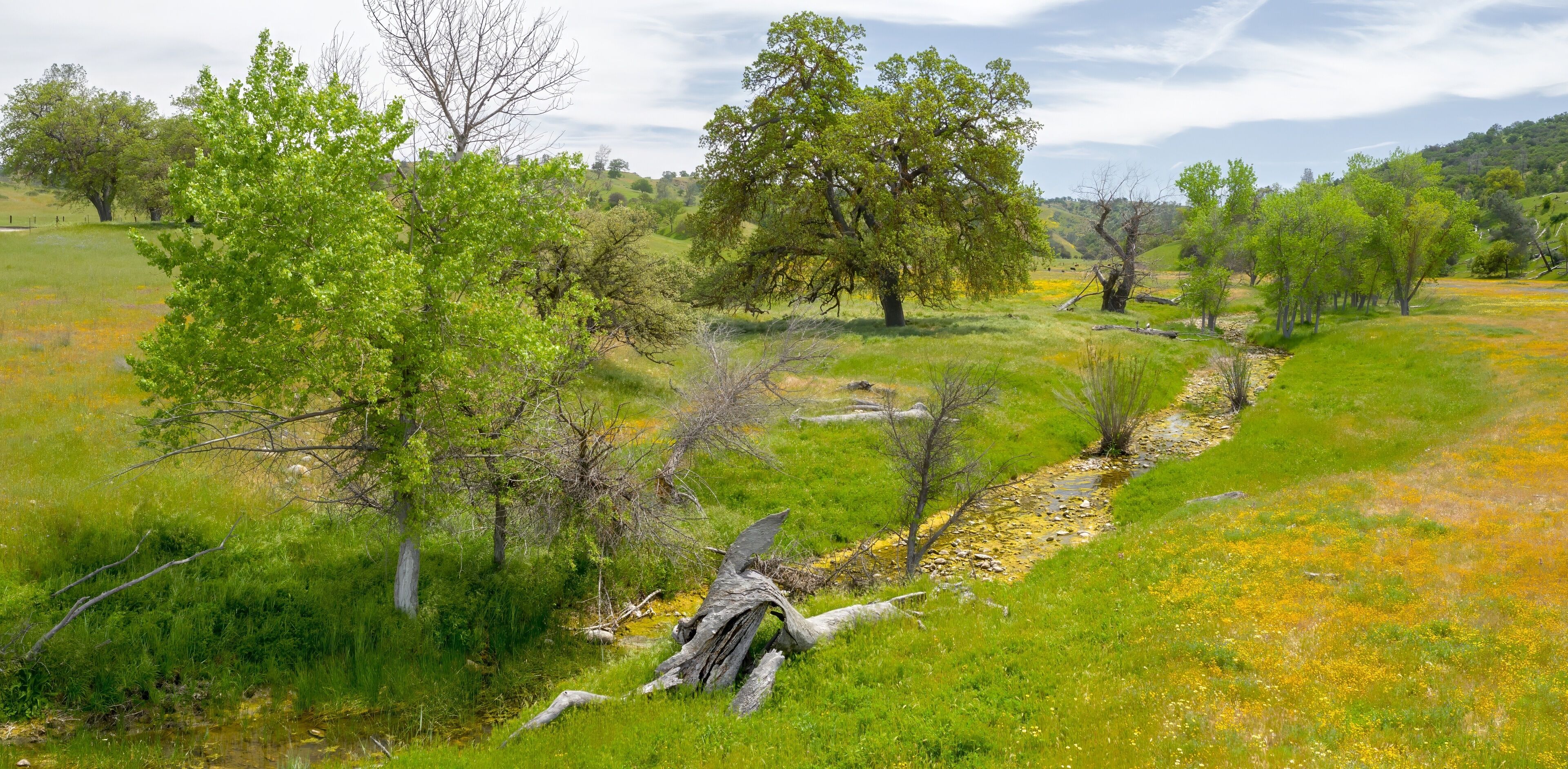 Oak trees in a meadow covered with yellow spring flowers sprawled over the area from the spring Superbloom season.  Santa Margarita, California, United States of America.