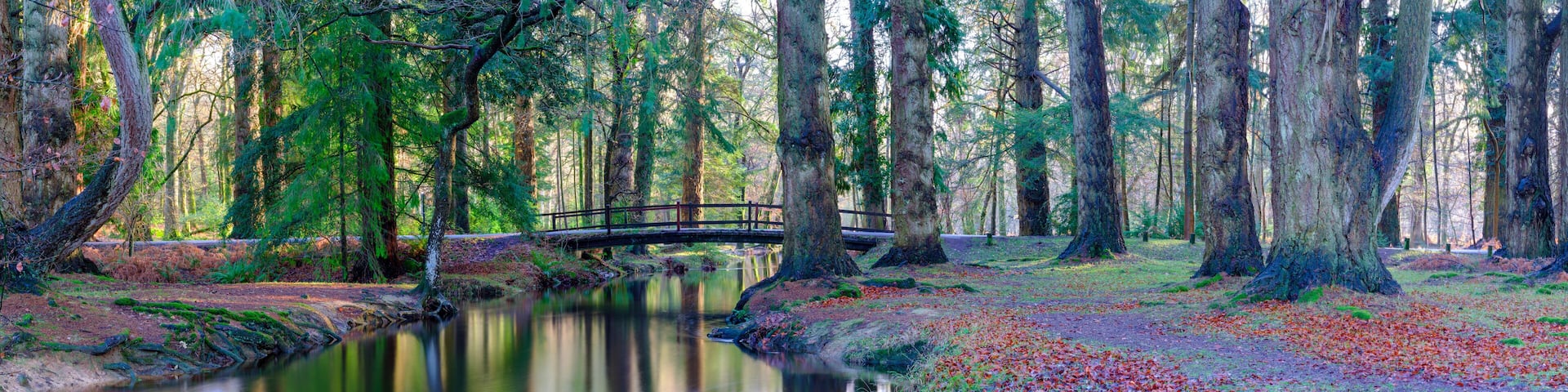 A serene forest with a calm river, a wooden bridge, and a ground covered with fallen leaves.