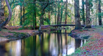 Autumn colours on the Black Water in the New Forest National Park, Hampshire, UK