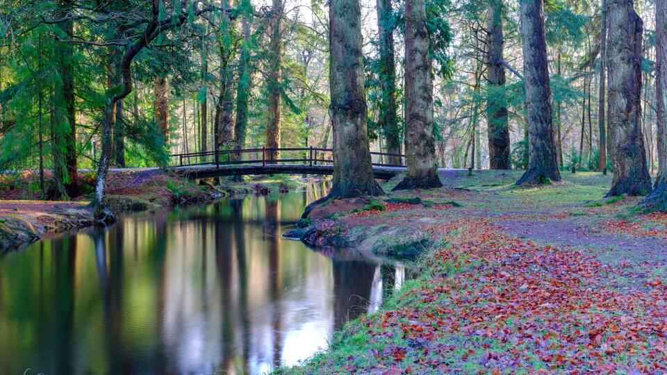 Autumn colours on the Black Water in the New Forest National Park, Hampshire, UK