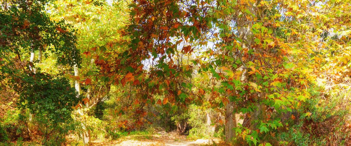 Peaceful Autumn Pathway Surrounded By Vibrant Fall Foliage in Temescal Park