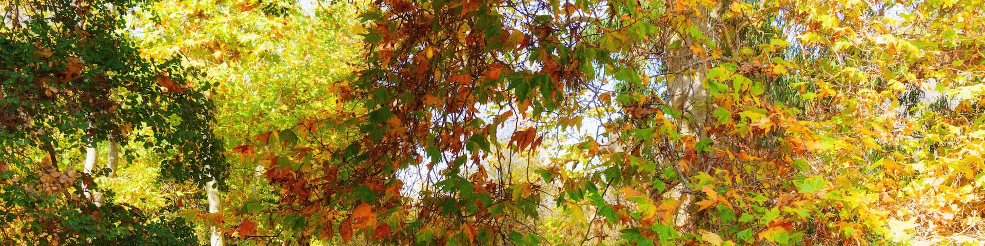 Peaceful Autumn Pathway Surrounded By Vibrant Fall Foliage in Temescal Park