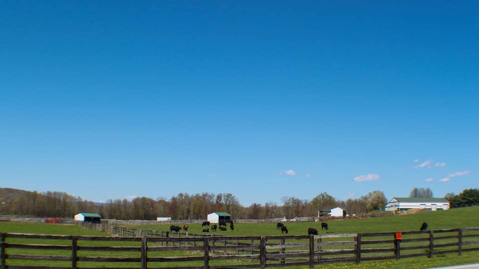A rural landscape with a road, a wooden fence, and a herd of cattle grazing in a field.