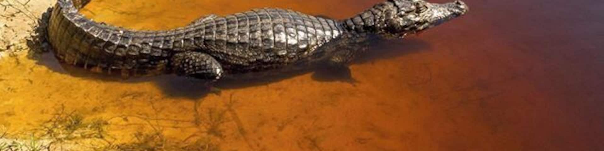 A crocodile in a river with reddish water.