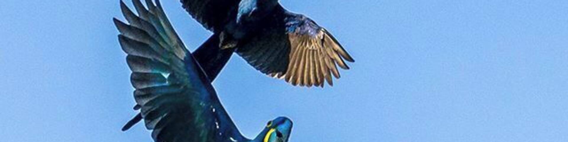 Just spend three nights in Pantanal where we saw lots of wild animals. The blue hyacinth macaw is really rare. It only lives in The Pantanal and The Amazonas in Brazil. #Pantanal #Brazil #Wildlife #animals