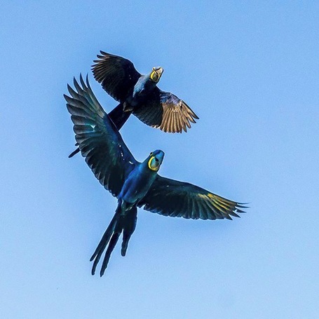 Just spend three nights in Pantanal where we saw lots of wild animals. The blue hyacinth macaw is really rare. It only lives in The Pantanal and The Amazonas in Brazil. #Pantanal #Brazil #Wildlife #animals