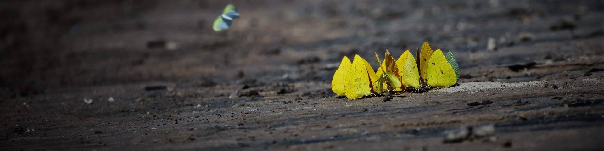 Butterflies in their natural environment in the Pantanal, Brazil.