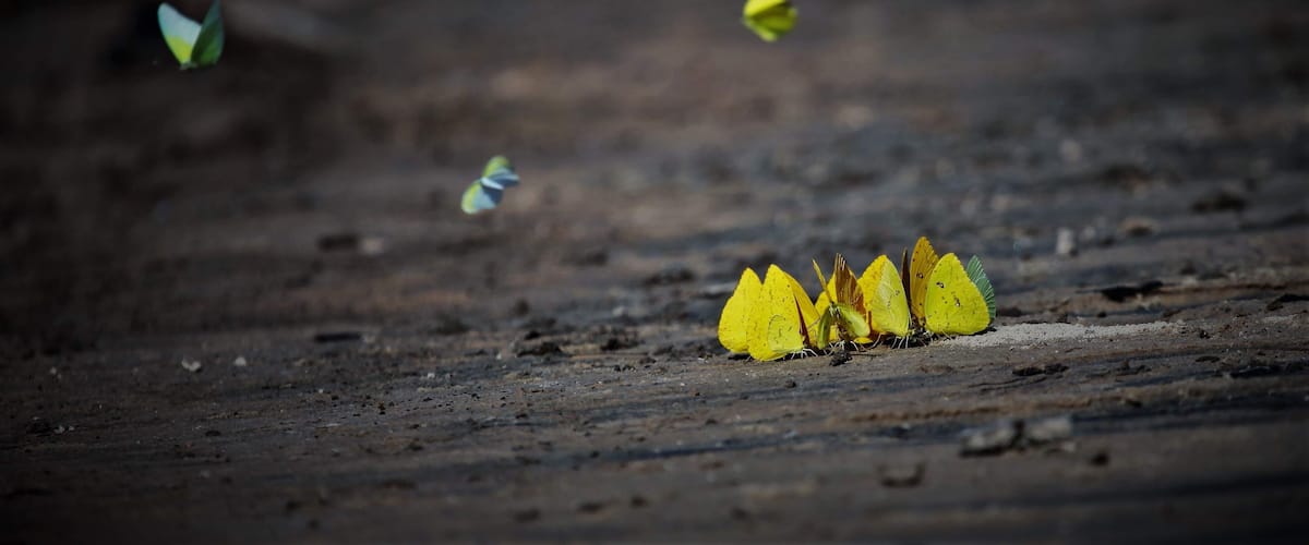 Butterflies on a dry, cracked ground.