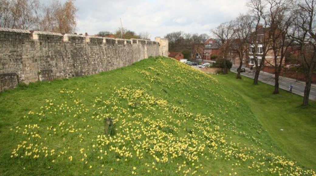 City walls Looking north along York city walls at Jewbury