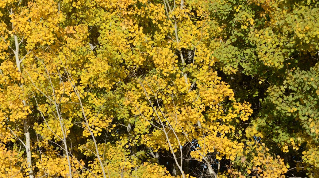 เบิร์ชวูด