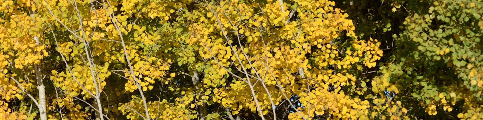 Beautiful colorful leaves on the trees at the Assiniboine Forest in Winnipeg, Manitoba, Canada