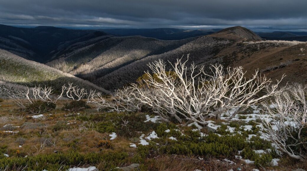 Drive up to Mt. Hotham Resort during Autumn.