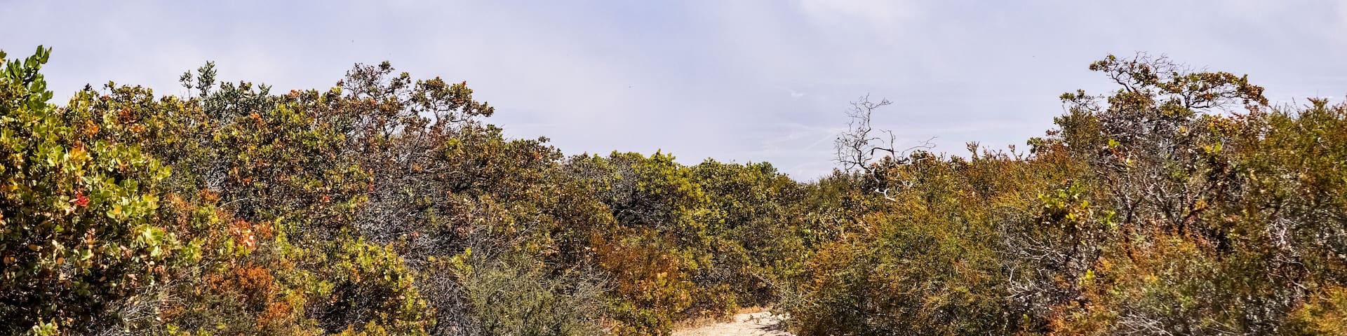 A dirt path through a dry, bushy landscape with mountains in the background.
