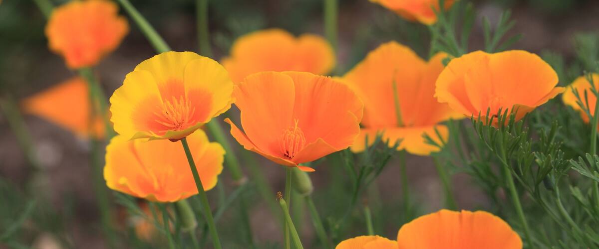 Eschscholtzia of California, california poppy