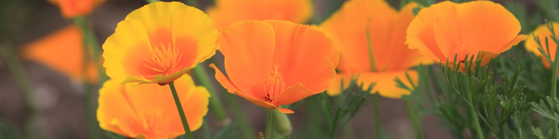 Eschscholtzia of California, california poppy