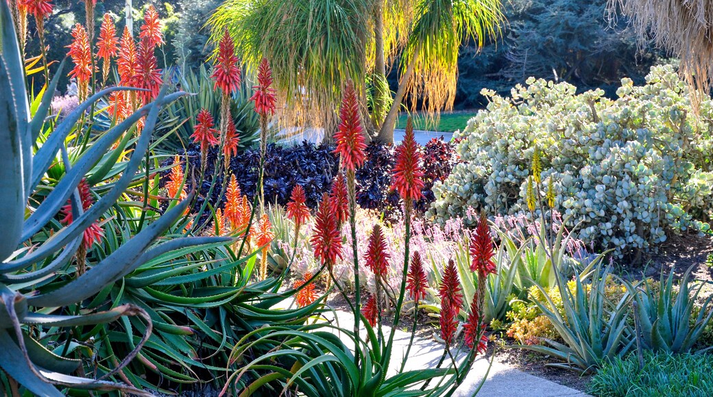 Drought Tolerant Garden