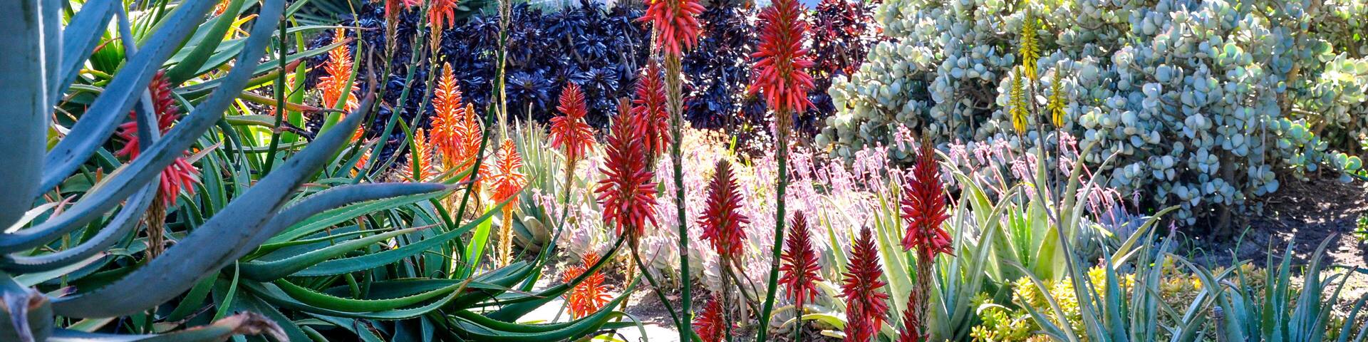 A garden with various plants, including red and white flowers, and a palm tree.