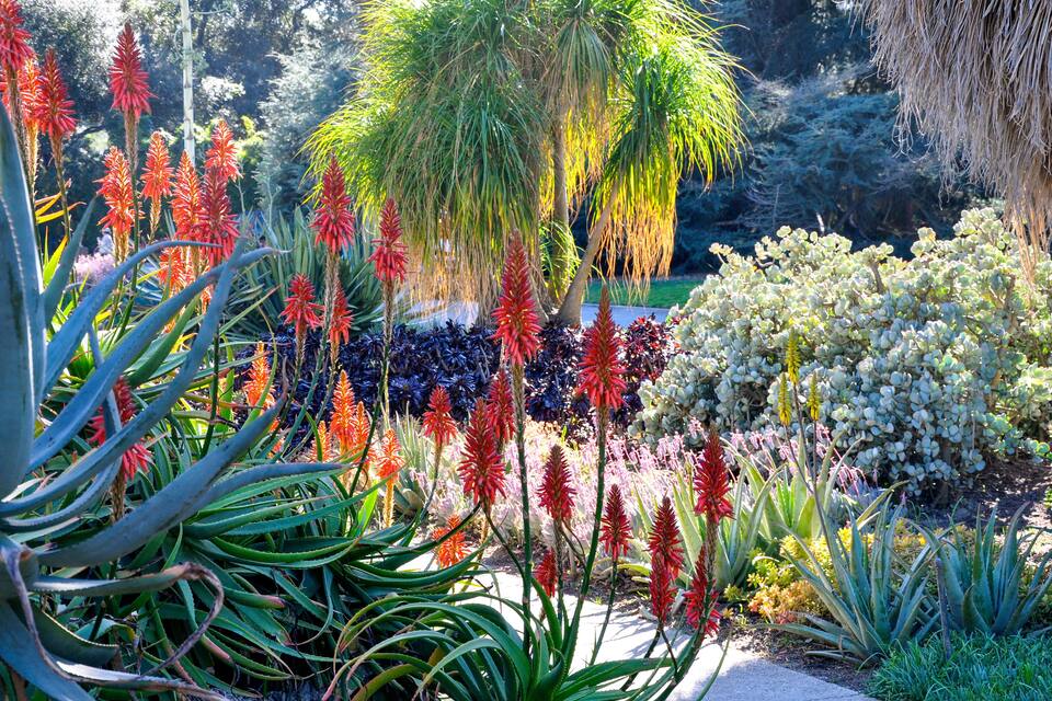 Un jardín con diversas plantas, incluyendo flores rojas y blancas, y una palmera.
