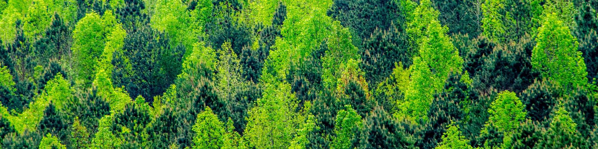 A dense forest with a variety of green trees.