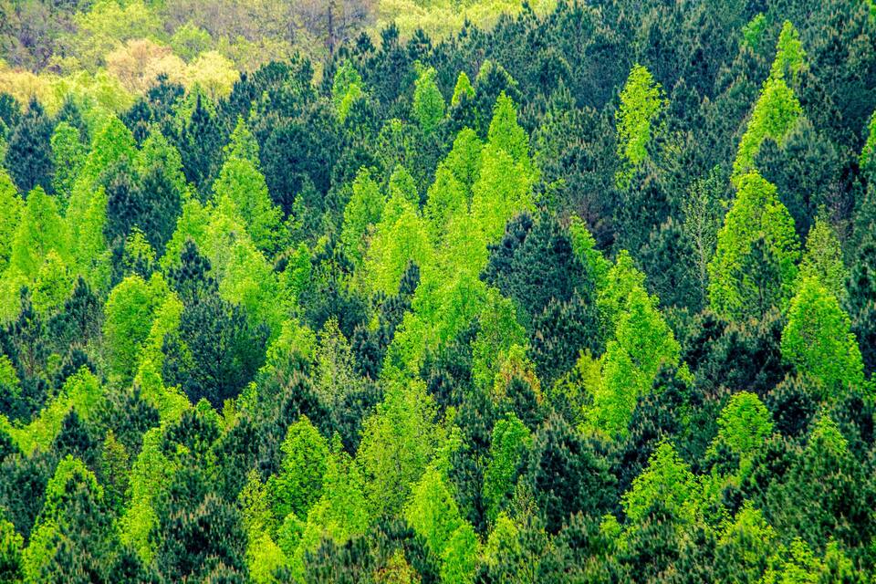 A dense forest with a variety of green trees.
