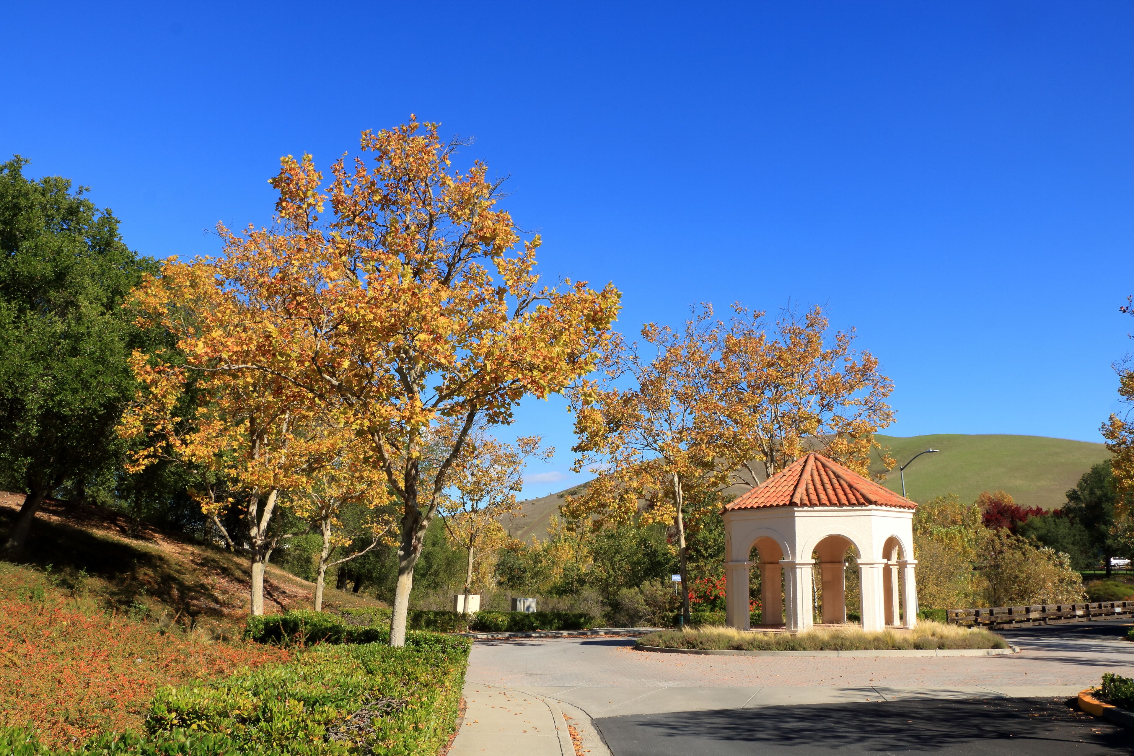 Sycamore tree in the Autumn, California