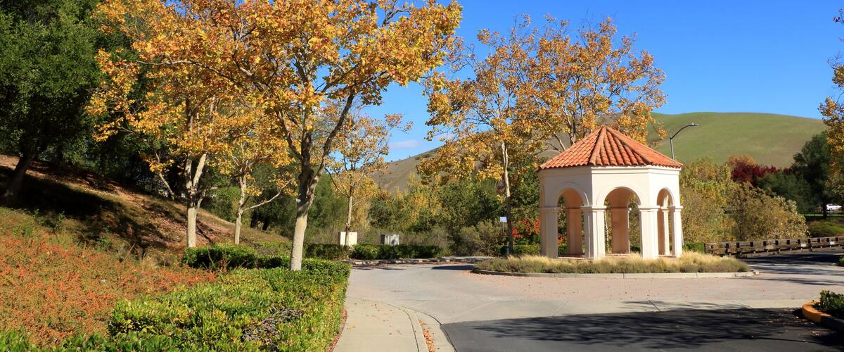 Sycamore tree in the Autumn, California