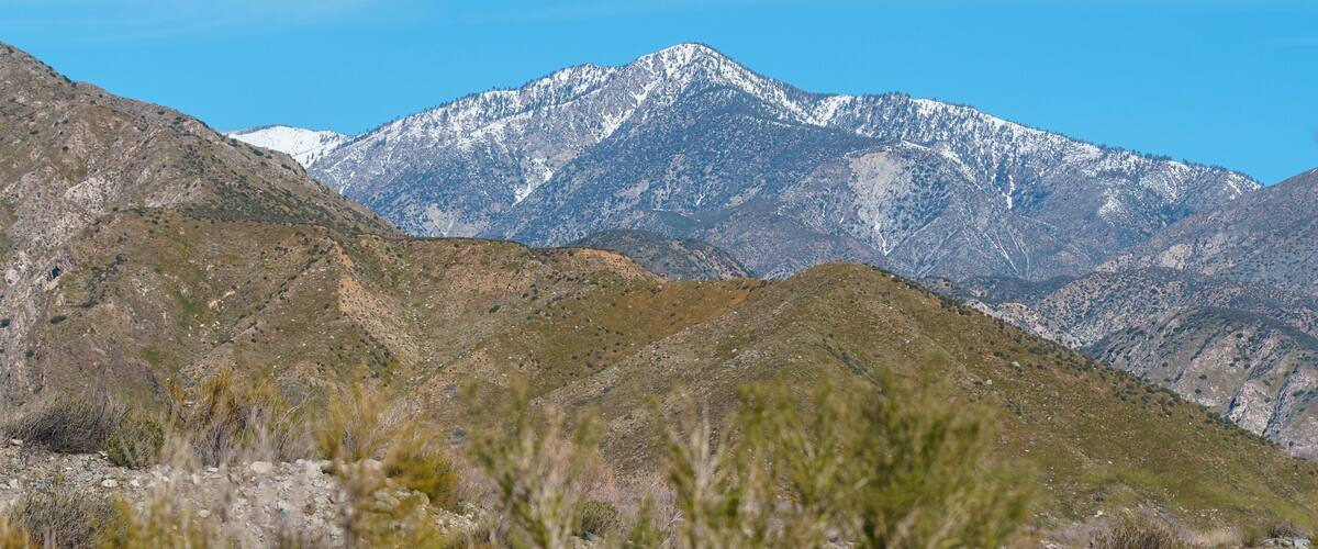 View of snow on San Gorgonio Mountain with purple wildflowers in the foreground from the Mission Creek Preserve in Desert Hot Springs, California