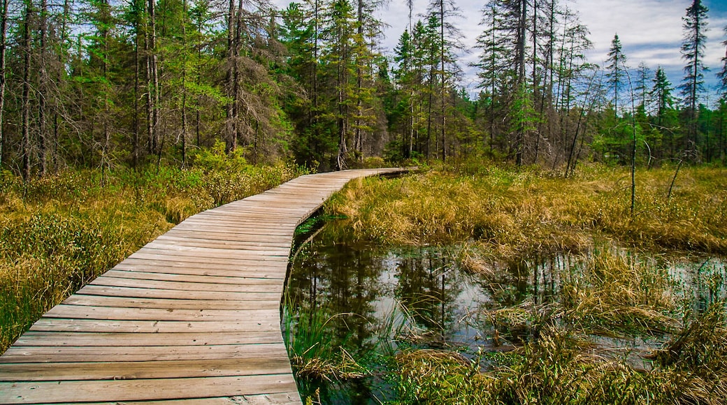 Pathway in Algonquin Park, Canada