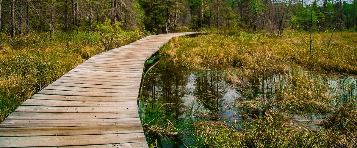 Pathway in Algonquin Park, Canada