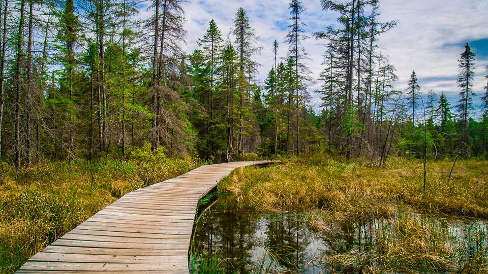 Pathway in Algonquin Park, Canada
